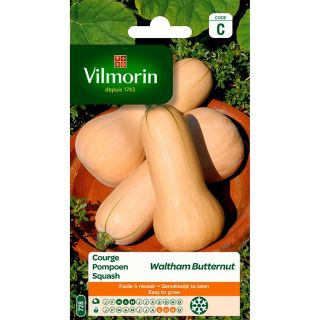 vilmorin-courge-waltham-butternut-entretien-du-jardin-graines
