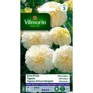 vilmorin-rose-inde-kilimanjaro-blanc-entretien-du-jardin-semences-de-fleurs