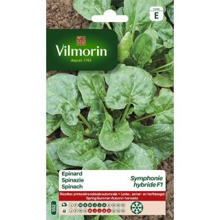 vilmorin-epinard-symphonie-entretien-du-jardin-graines-légumes