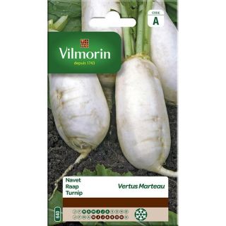 vilmorin-navet-vertus-marteau-entretien-du-jardin-graines