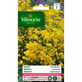 Vilmorin-Alysse-Corbeille-d-Or-graines-de-fleurs-jaunes