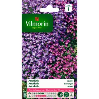 Vilmorin-Aubriétia-variée-graines-de-fleurs-pourpre