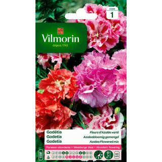 vilmorin-godétia-fleurs-azalée-varié-entretien-di-jardin-semences-de-fleur