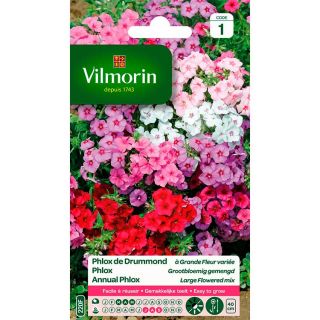 Vilmorin-Phlox-de-Drummond-à-Grande-Fleur-Variée