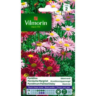 vilmorin-pyrèthre-géant-varié-entretien-du-jardin-semences-de-fleurs