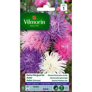 vilmorin-reine-marguerite-plume-autruche-variée-entretien-du-jardin-semences-de-fleurs