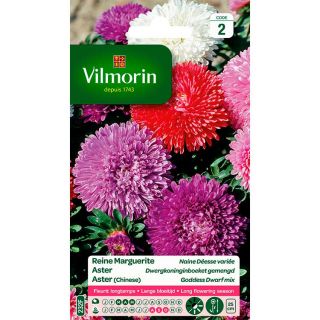 Vilmorin-Reine-Marguerite-Naine-Déesse-Variée-fleurs
