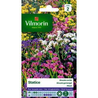 vilmorin-statice-sinuata-variée-entretien-du-jardin-semences-de-fleurs