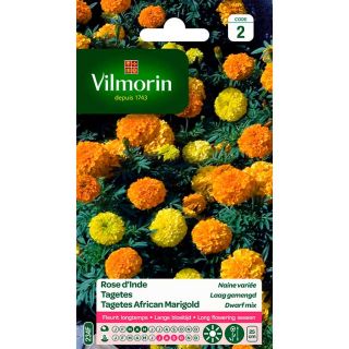 Vilmorin-Rose-Inde-Naine-Variée-graines-de-fleurs