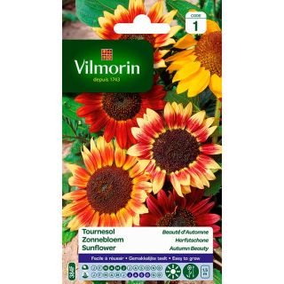 vilmorin-tournesol-beauté-automne-entretien-du-jardin-semences-de-fleurs