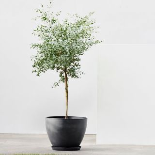 Ecopots-antwerp-gris-foncé-pot-de-fleurs-avec-plante