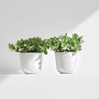 ecopots-oslo-blanc-pur-format-mini-pot-de-fleurs-avec-plante