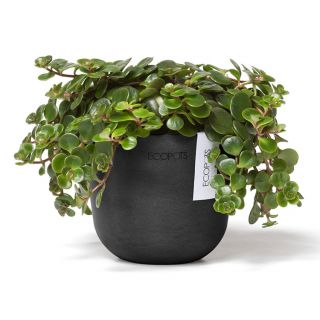 ecopots-oslo-mini-pot-de-fleurs-gris-foncé