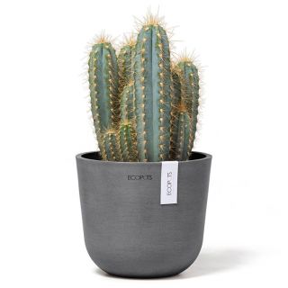ecopots-oslo-gris-mini-pot-de-fleurs-avec-cactus