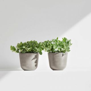 ecopots-taupe-oslo-mini-pot-de-fleurs-avec-plantes