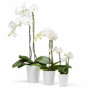 ecopots-morinda-blanc-pur-orchidée-décoration-pot-de-fleurs