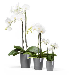 ecopots-morinda-pot-de-fleurs-gris-orchidée-intérieur