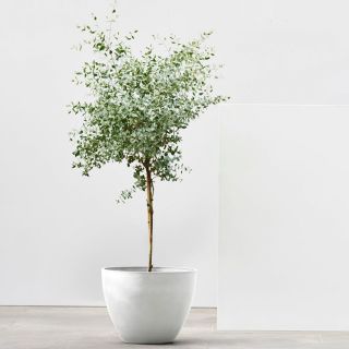 ecopots-antwerp-blanc-pur-pot-de-fleurs-avec-plante