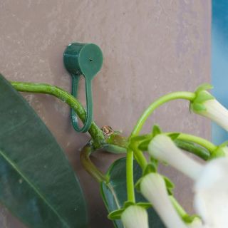 clips-de-fixation-plantes-vert-Nature