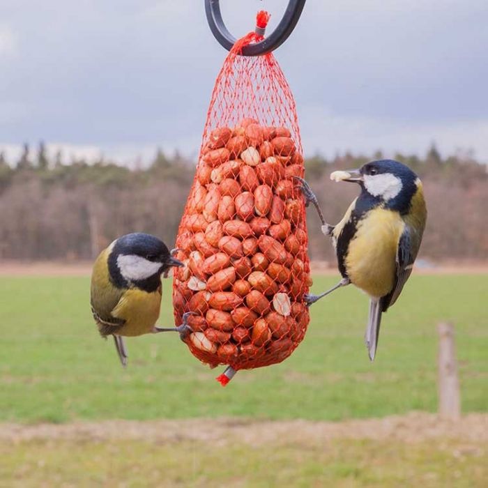 Mangeoire à Cacahuètes, Petits Oiseaux