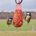 Cacahuètes-nourriture-d'oiseaux-filets-de-cacahuètes
