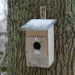 Nestkast-spreeuw-vogel-nest-huis-winter-boom